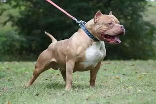 比特犬事件爆料视频,揭秘背后惊人真相